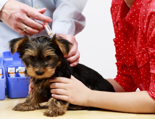 A Dog Owner’s Guideline to Parvovirus