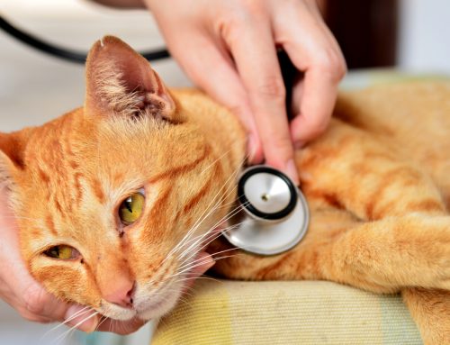 The Top 3 Most Dangerous Feline Viruses—How to Keep Your Cat Safe