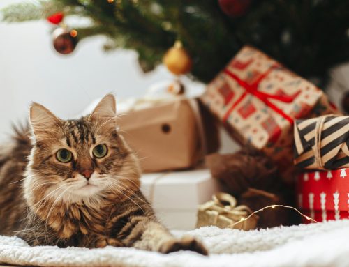 Holiday Guide to Naughty and Nice Pet Gifts