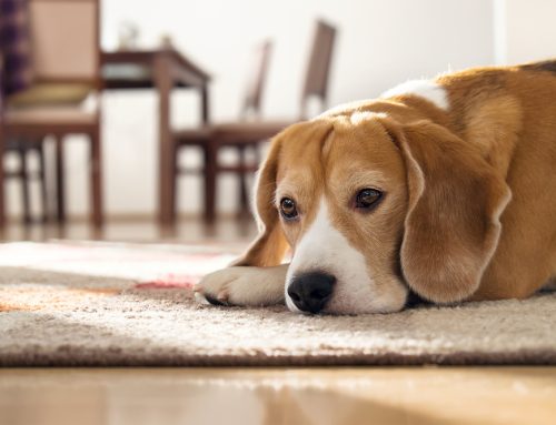 7 Cancer Warning Signs Every Pet Owner Should Know